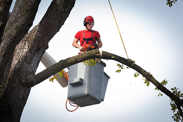 How Our Tree Care Process Works  in  Quitman, TX